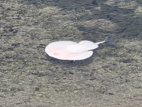 Electric ray (Tetronarce californica) — Torpedinidae