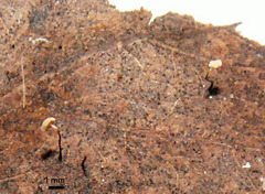 Marasmius minutissimus