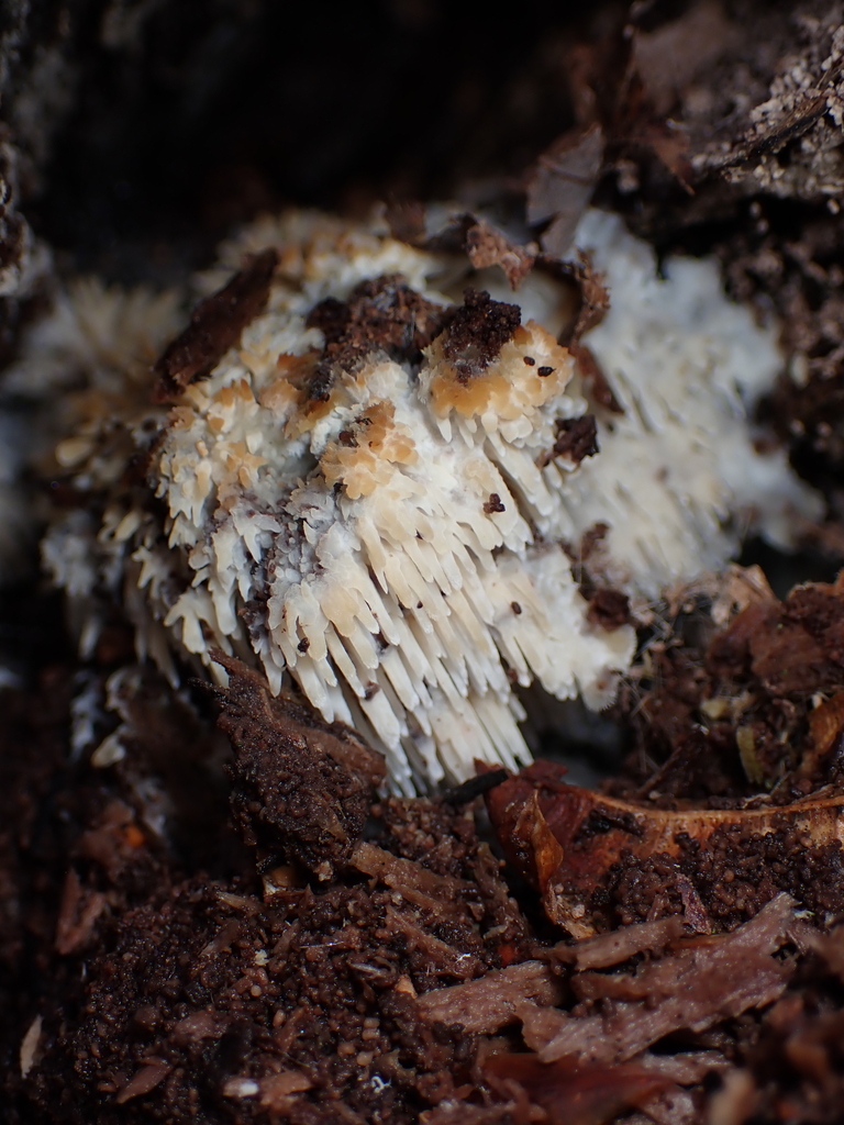 Radulomyces copelandii · April 2026 · photo: © tidepooltales (iNaturalist, cc-by)