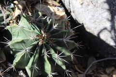 Ferocactus echidne echidne