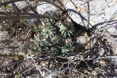 Ferocactus echidne echidne