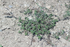 Veronica capsellicarpa