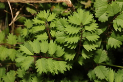 Sanguisorba minor balearica