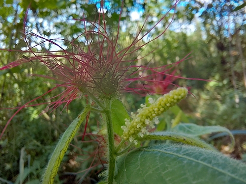 Acalypha petiolaris