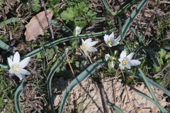 Ornithogalum fimbriatum