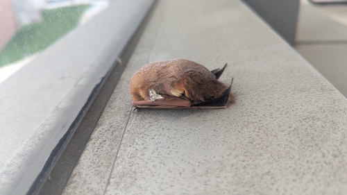 Eastern Red Bat observed by joeg99