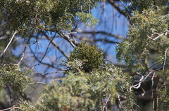 Arceuthobium oxycedri