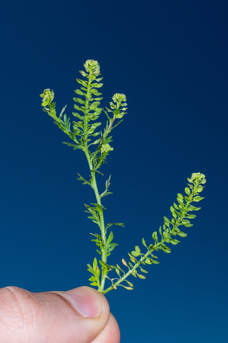 Lepidium oblongum, photograph 2
