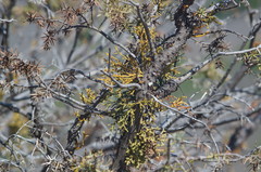 Arceuthobium oxycedri