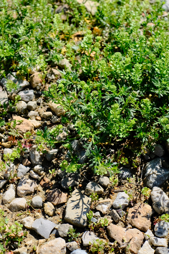 Lepidium oblongum