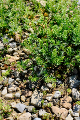 Lepidium oblongum