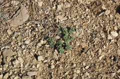 Hedysarum candidum