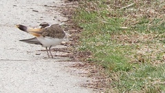 Charadrius vociferus