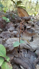 Neottia bifolia