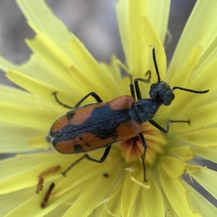 Eupompha elegans