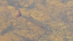 Acestrorhynchus pantaneiro