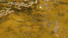 Brycon orbignyanus