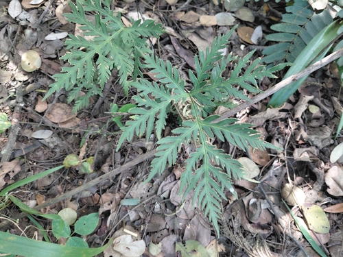 Geranium Fern