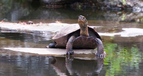 Mauremys japonica