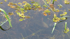 Serrasalmus maculatus