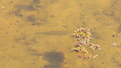 Darter Characine photo 2