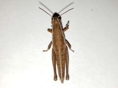 Aptenopedes sphenarioides