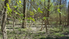 Planera aquatica