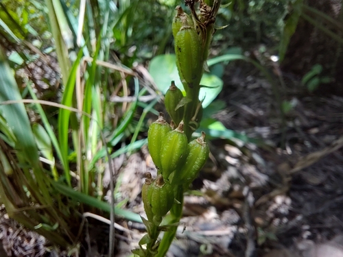 Pantropical Widelip Orchid