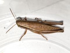 Aptenopedes sphenarioides