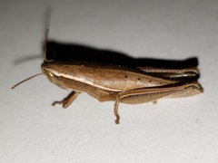 Aptenopedes sphenarioides