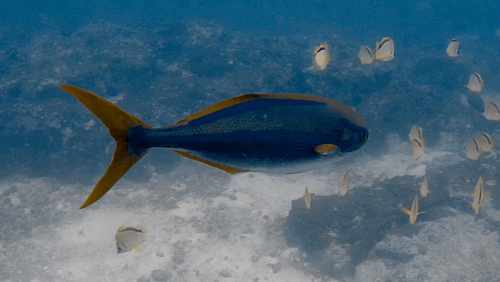 Blauwstreep-zeekarper (Kyphosus ocyurus) — Kyphosidae — 4