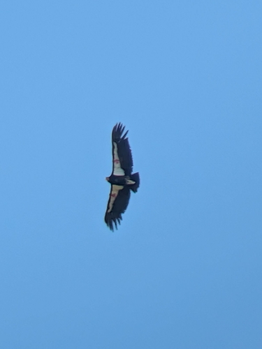 California Condor observed by epic2112