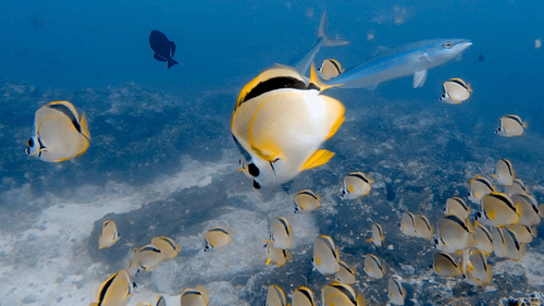 Barberfish
