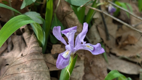 dwarf crested iris
