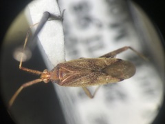 Phytocoris lasiomerus