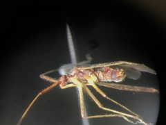 Phytocoris lasiomerus