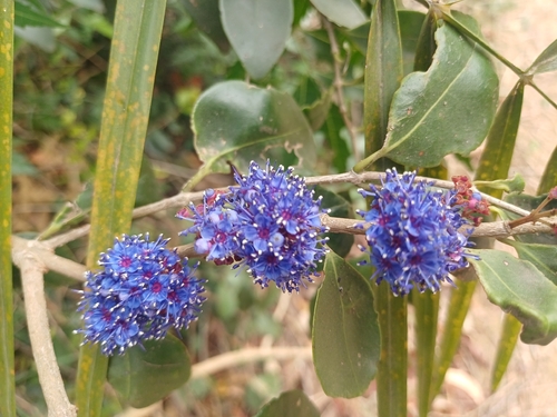 Memecylon umbellatum, photograph 6