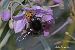 Bombus morio