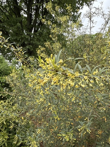 Pittosporum parvifolium iNat (2)