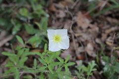 Oenothera tetraptera