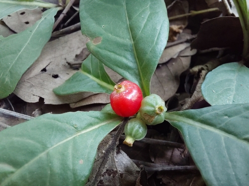 Psychotria pumila