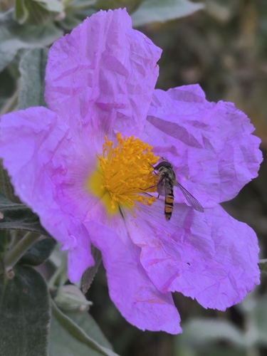 Avistamiento Cistus albidus