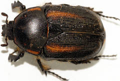 Diaphonia dispar
