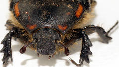 Diaphonia dispar