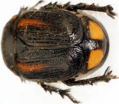 Diaphonia dispar