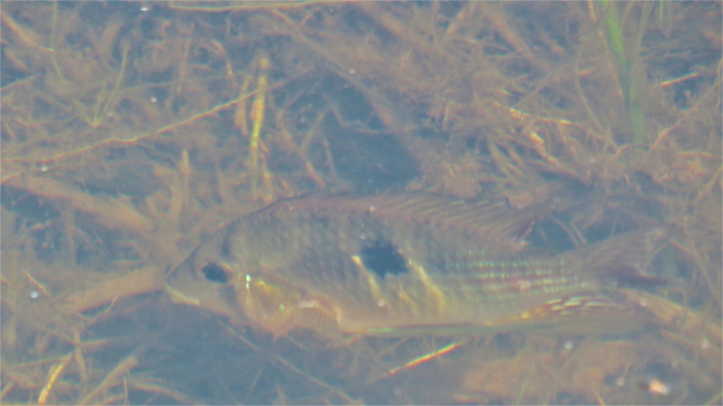 Sete Quedas eartheater (Gymnogeophagus setequedas) — Cichlidae