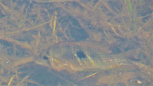 Sete Quedas eartheater (Gymnogeophagus setequedas) — Cichlidae