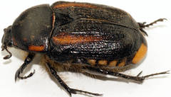 Diaphonia dispar
