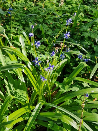 Scilla amoena