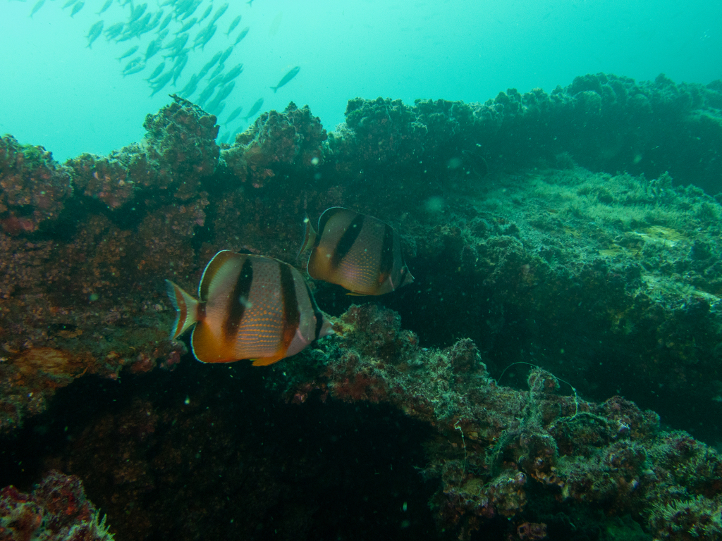 Four-banded butterflyfish (Chaetodon hoefleri) — Chaetodontidae